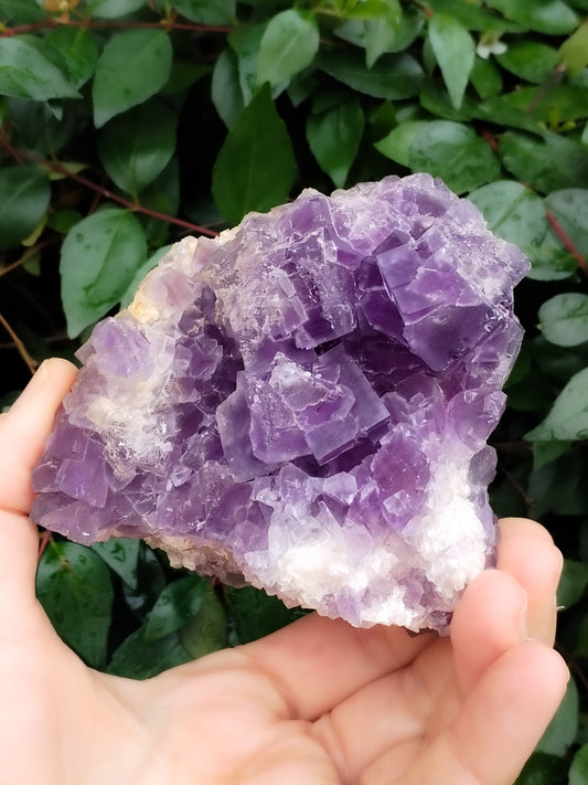 Precioso ejemplar de Fluorita Violeta