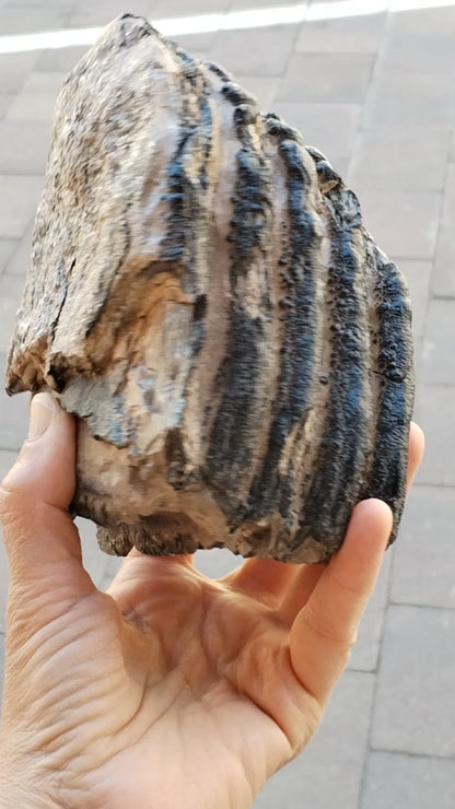 Mamut fósil certificado