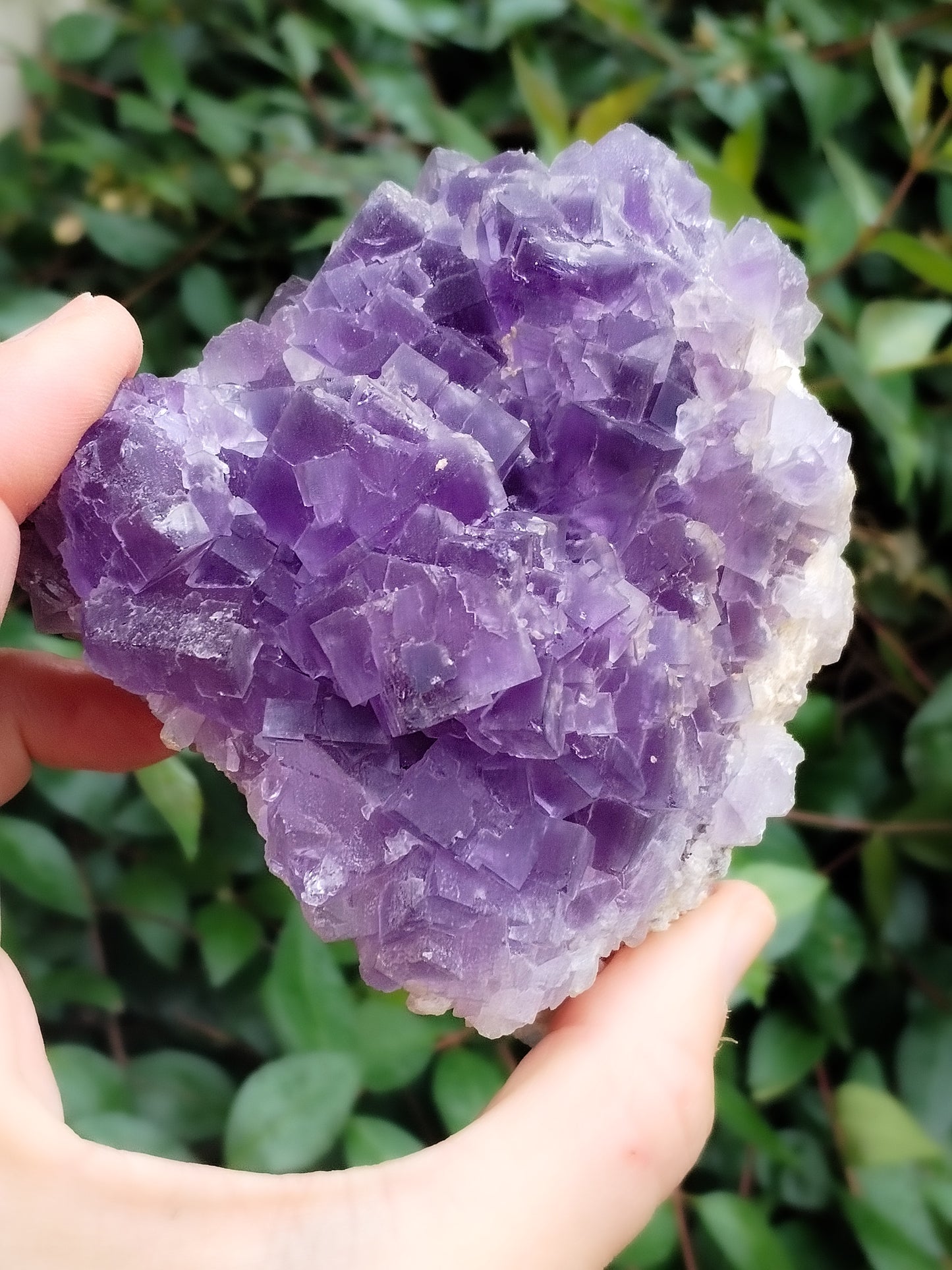 Precioso ejemplar de Fluorita Violeta